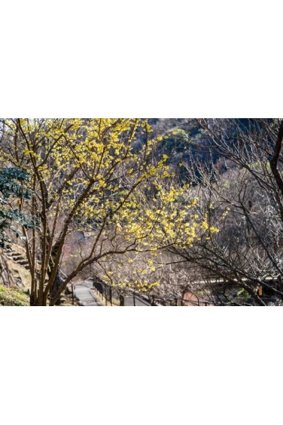 Chimonanthus fragrans